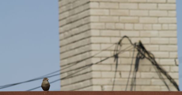 bird on building 