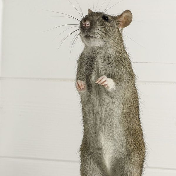 Rodent Proofing Your Home With Effective Strategies to Keep Mice and Rats Out3.jpg