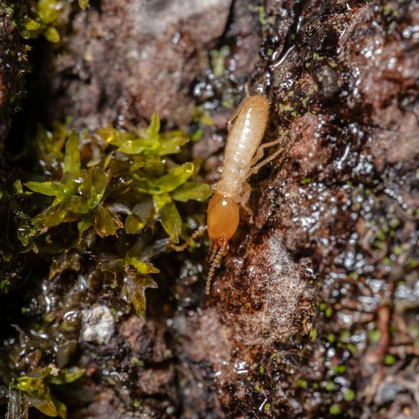 The Importance of Springtime Termite Inspections2.jpg