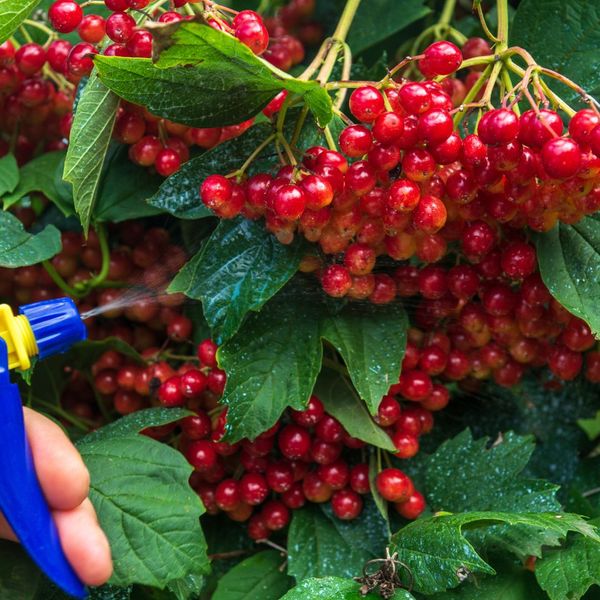 Essential Pest Control Tips for Springtime Garden Maintenance4.jpg