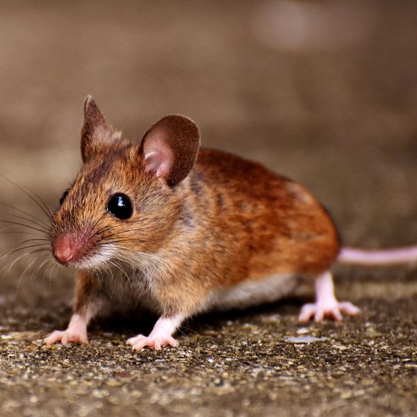 Rodent Proofing Your Home With Effective Strategies to Keep Mice and Rats Out1.jpg