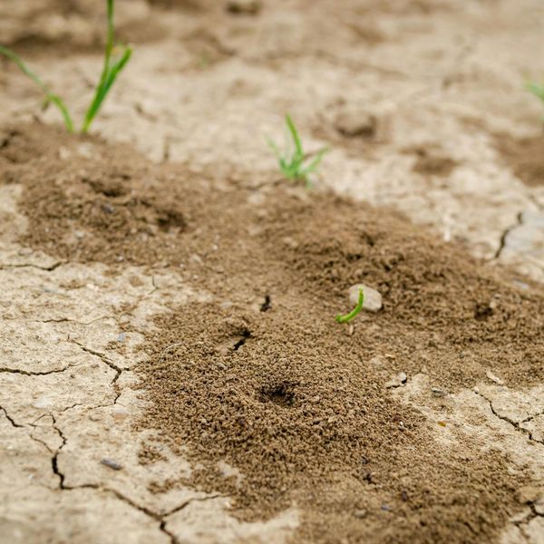 The Importance of Springtime Termite Inspections1.jpg