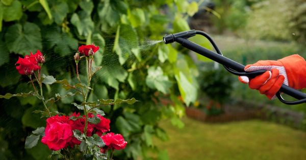 A hand wearing an orange glove spraying a fine mist onto a cluster of deep red roses in a garden, illustrating eco-friendly, targeted landscape treatment. A hand wearing an orange glove spraying a fine mist onto a cluster of deep red roses in a garden, illustrating eco-friendly, targeted landscape treatment.