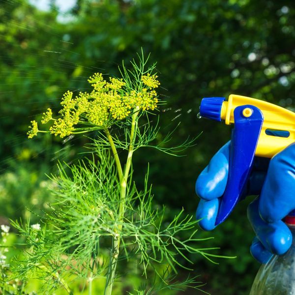 Essential Pest Control Tips for Springtime Garden Maintenance2.jpg