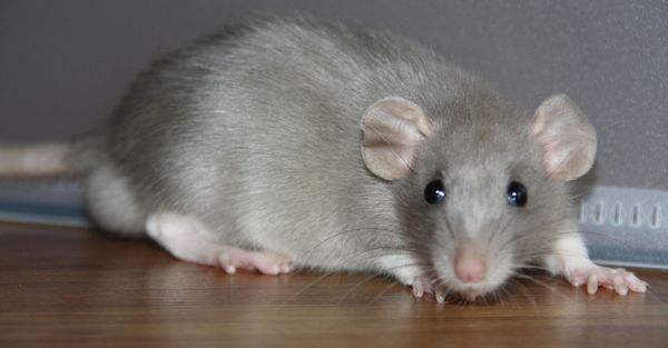 rat on the floor of a home