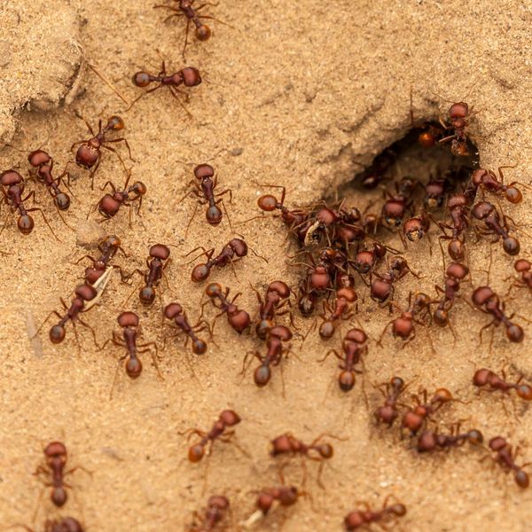 Fire Ants in Texas 2.jpg