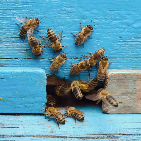 The Importance of Regular Bee & Hive Removal 2.jpg