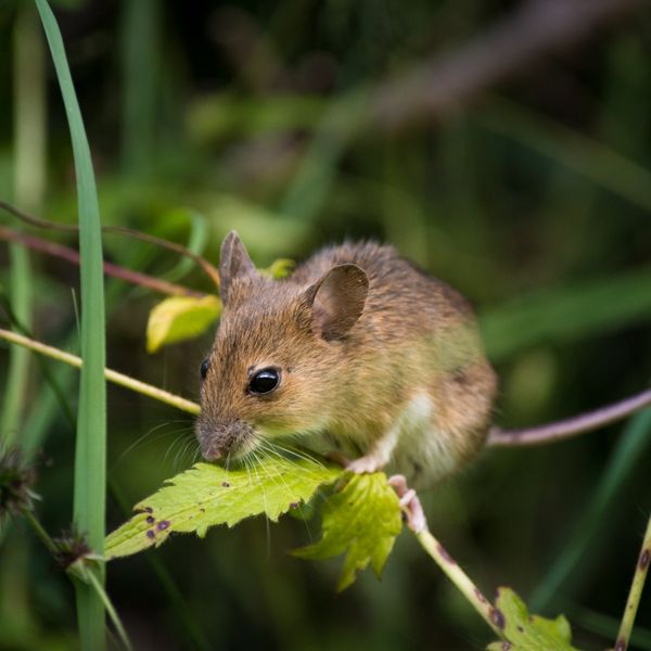 Your Guide to Rodent-Proofing Your Home This Fall - Image 4.jpg