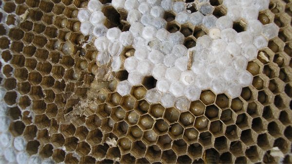 The Importance of Regular Bee & Hive Removal Hero.jpg