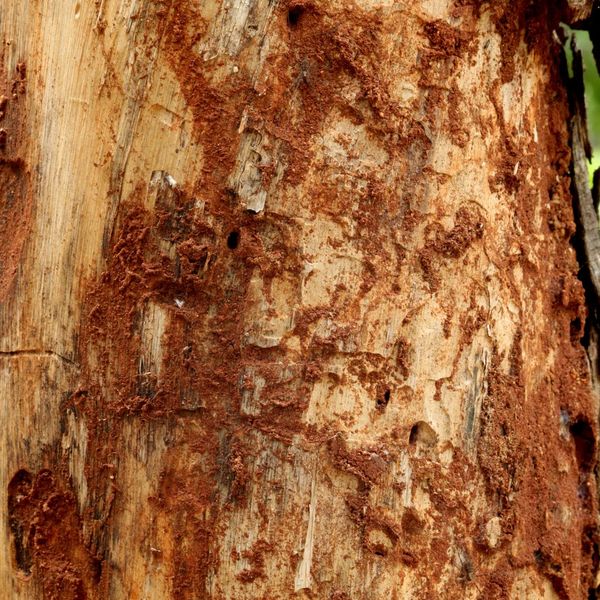 The Importance of Springtime Termite Inspections4.jpg
