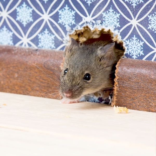 The Hidden Dangers of Rodents 1.jpg