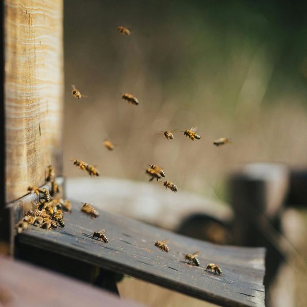 The Importance of Regular Bee & Hive Removal 3.jpg