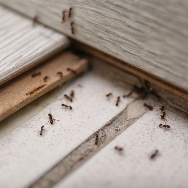 ants crawling on a tile floor
