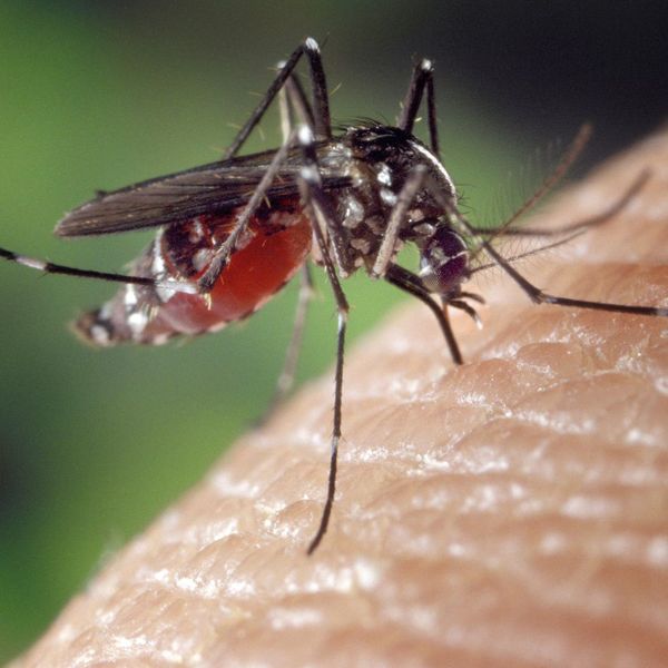 Mosquito on skin.