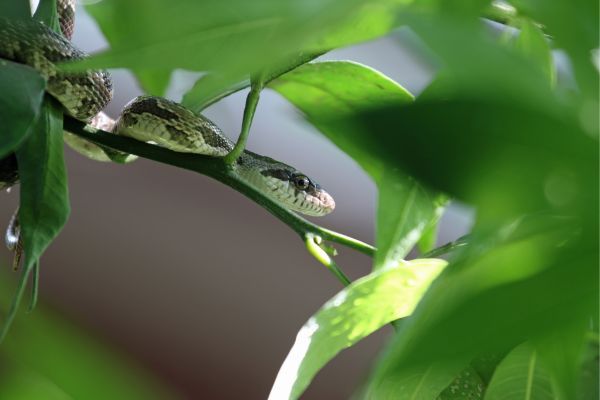 Snake Removal in South Texas – Contact BugPro Today - BugPro Inc.