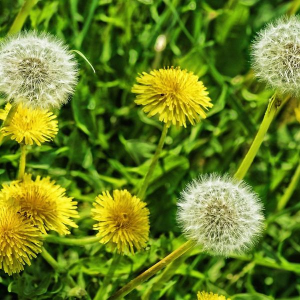 dandelions