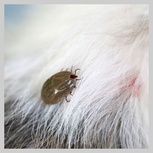 tick on pet 