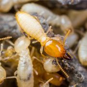 Termite Treatment