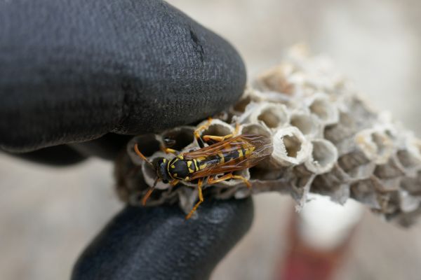 wasp on honeycomb