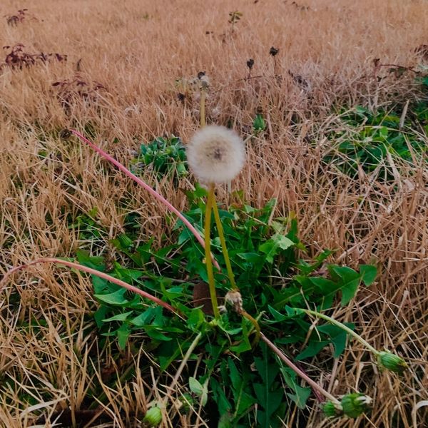 Fall Weeds in Texas_ What to Watch Out For and How to Stop Them - Image 3.jpg