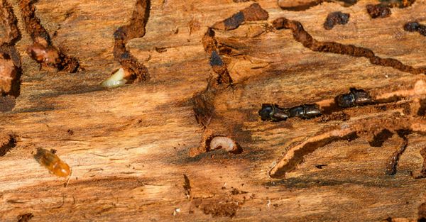 The Importance of Springtime Termite Inspections Hero.jpg