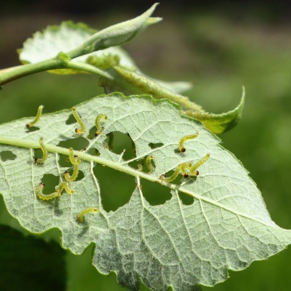 Essential Pest Control Tips for Springtime Garden Maintenance1.jpg