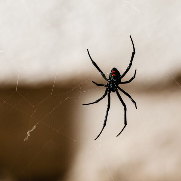 Black widow on a web