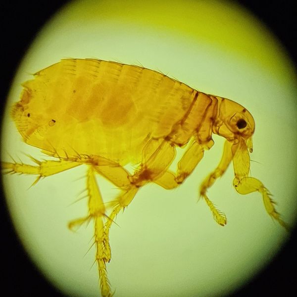 Fleas and Ticks.jpg