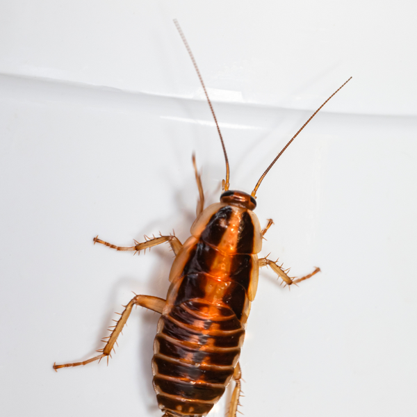 cockroach. 