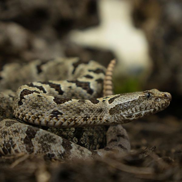 a rattle snake ready to strike What to Do About a Snake in Your Yard.jpg