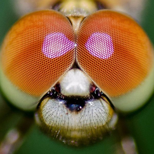 How to Keep Flies Out2.jpg