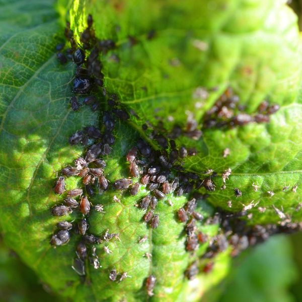 Aphids