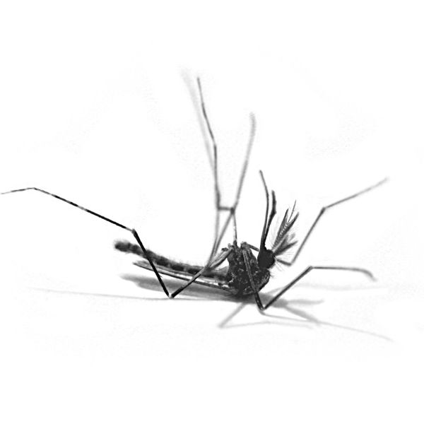 Dead mosquito against white background