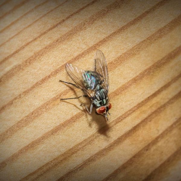 How to Keep Flies Out3.jpg