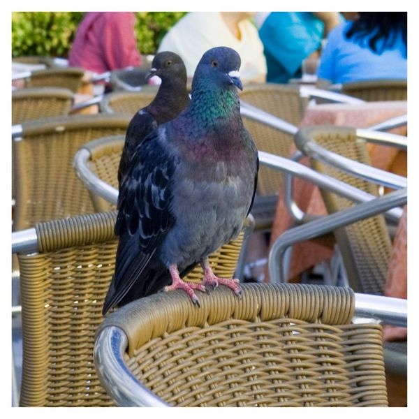 bird on chair 