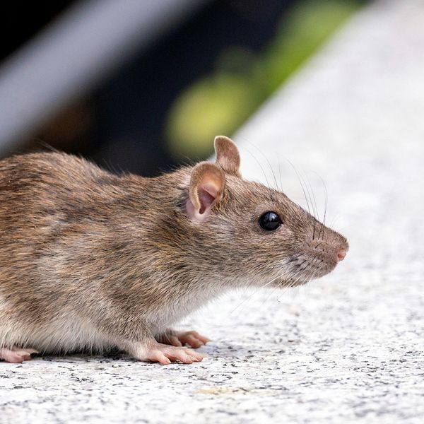 Your Guide to Rodent-Proofing Your Home This Fall - Image 2.jpg