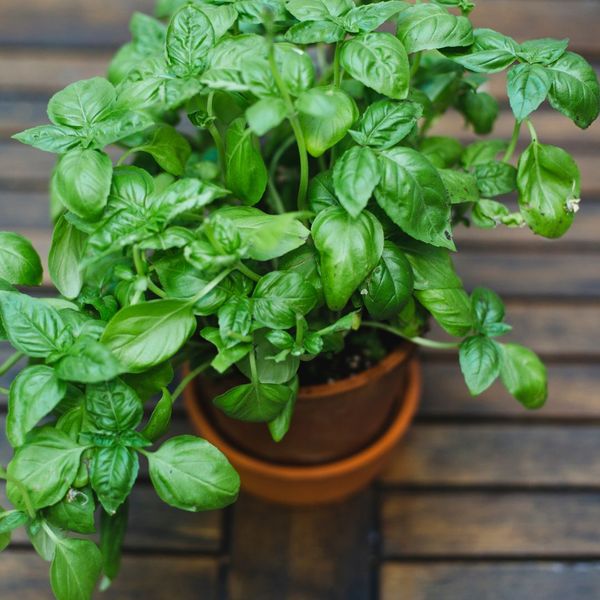 Basil potted plant