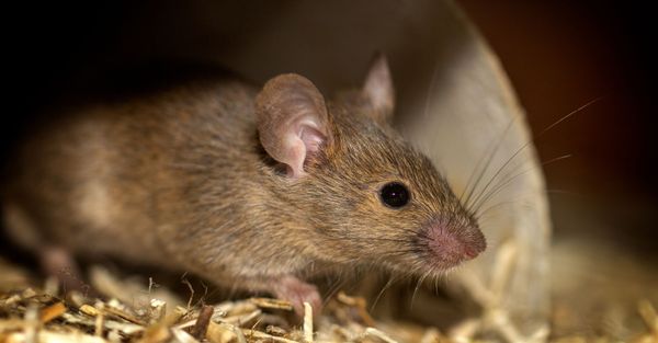 Rodent Proofing Your Home With Effective Strategies to Keep Mice and Rats Out.jpg