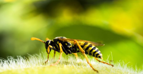 The Ultimate Guide to Hornet & Wasp Extermination_ Keeping Your Family Safe.jpg