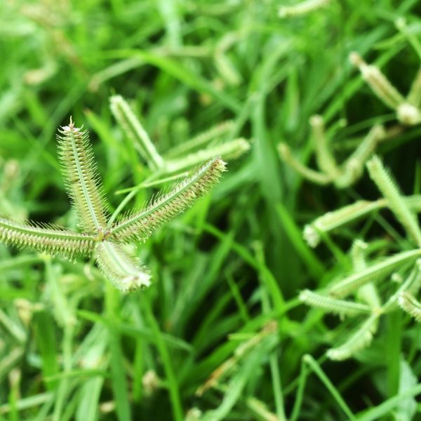 Fall Weeds in Texas_ What to Watch Out For and How to Stop Them - Image 1.jpg