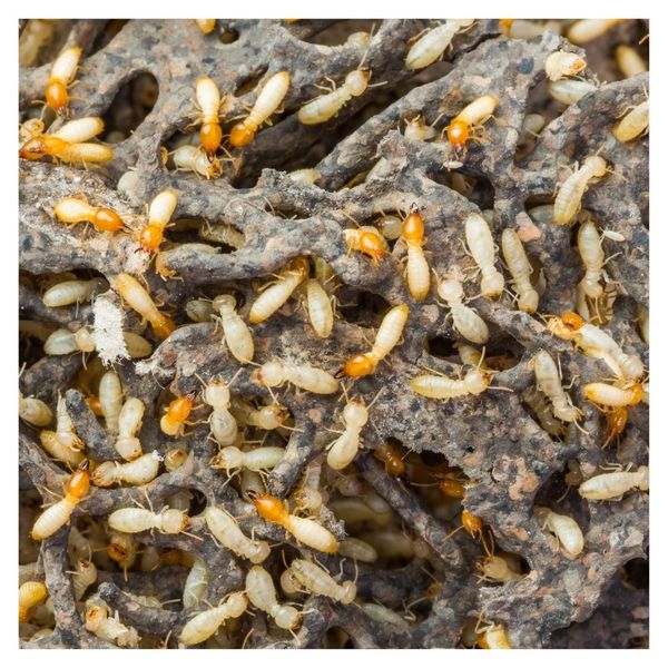 termites 