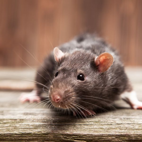 Rat crouching on wood