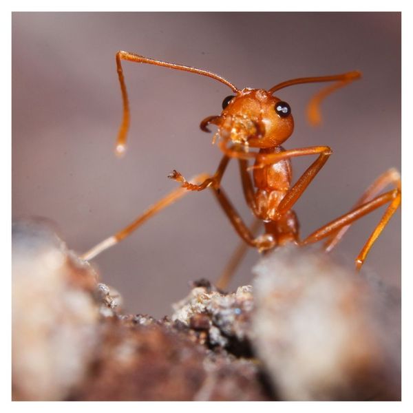 fire ant 