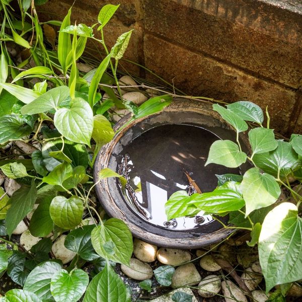 A pot or container filled with stagnant water surrounded by rocks and leafy green plants, representing a mosquito breeding site.