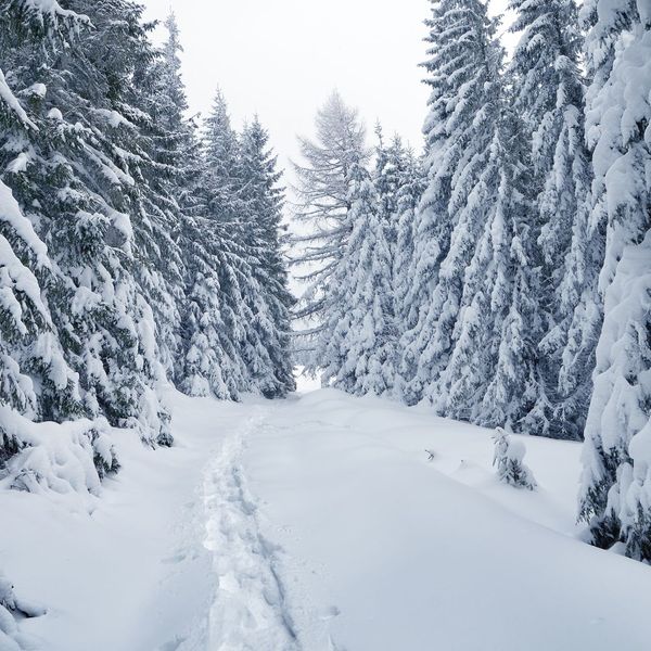 a frozen path in the woods