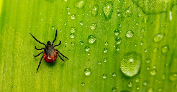 Flea and Tick Control Hero.jpg