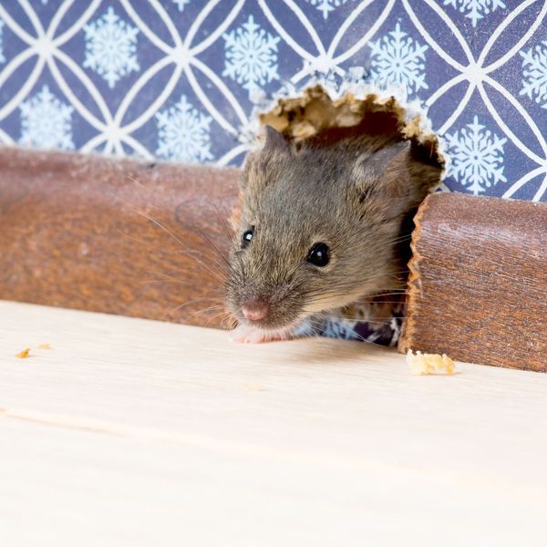 a mouse in a hole in a wall Guide to a Strong Rodent Perimeter Defense.jpg