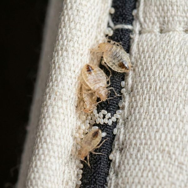 Bed Bug Nightmares 3.jpg