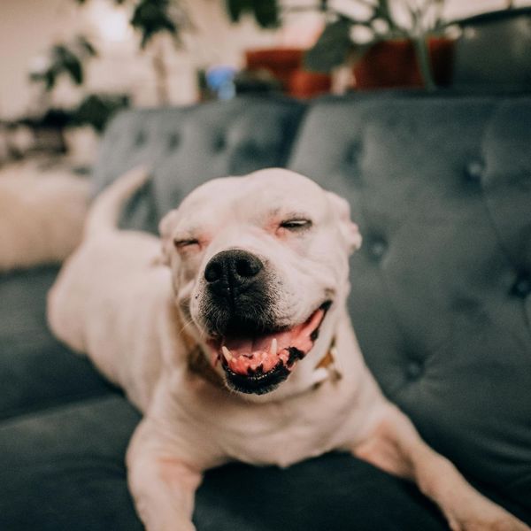 happy dog on couch happy dog on couch