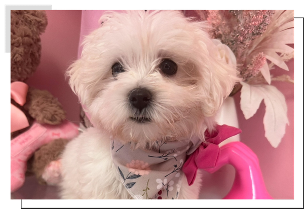 Maltese.png